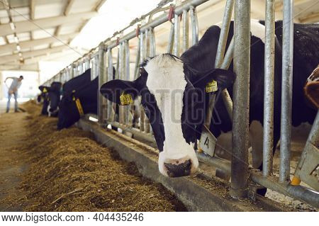 Close Up Of A Cow With Yellow Markings In Her Ears Standing Behind A Metal Lattice In A Cowshed.