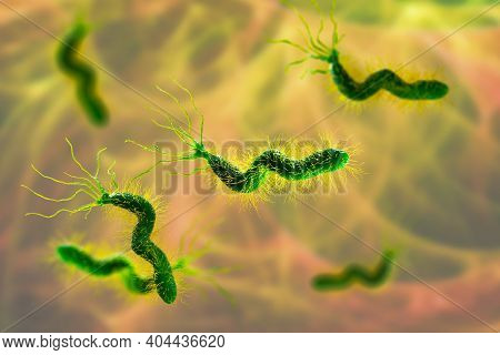 Helicobacter Pylori, Bacterium Colonizing Stomach And Associated With Gastric And Duodenal Ulcer, 3d