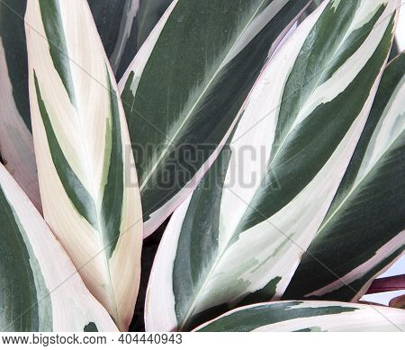 Stromanthe Plant With Red, Green And Yellow Leaves, Closeup.  Variously Striped Leaf Background, Pin