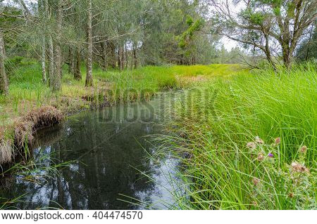 Grassy Pond In The Wetlands At Hexham