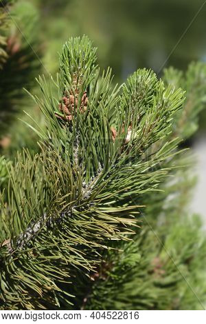 Dwarf Mountain Pine Mughus - Latin Name - Pinus Mugo Mughus