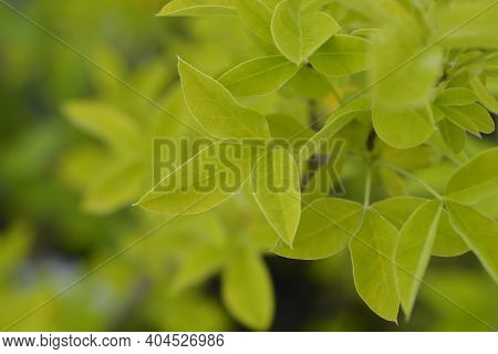 Voss Laburnum Leaves - Latin Name - Laburnum X Watereri Vossii