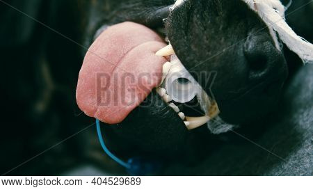 Close Up Dog With Tracheo Tube. Veterinary And Animal Care. High Quality Photo