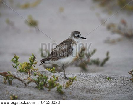Closeup View Of A New Zealand Dotterel Red-breasted Plover Charadrius Obscurus On Opoutere Beach Wai