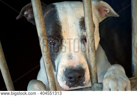 Pit Bull In A Cage