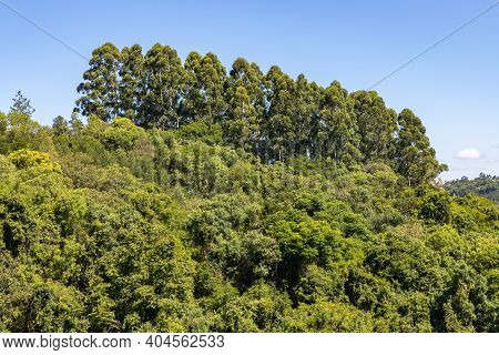 Forest With Eucalyptus Trees