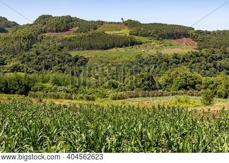 Forest And Farm Fields