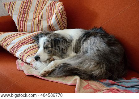 Cute And Tired Blue Merle Border Collie Dog Sleeping On The Sofa.