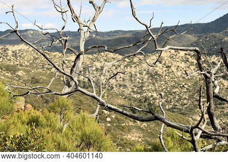 Remnants Of Burnt Chaparral Trees Caused From A Past Wildfire During A Prolonged Drought Taken On Ar