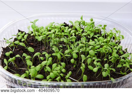 Green, Young Leaves And Sprouts Of Clove Flowers In A Plastic Pot On A White Kitchen Windowsill In S