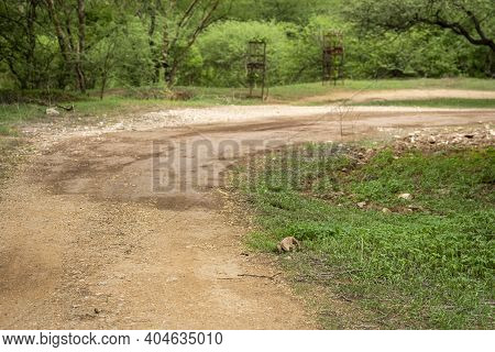 Monitor Lizard Or Bengal Monitor Or Common Indian Monitor Or Varanus Bengalensis Near Jungle Track I
