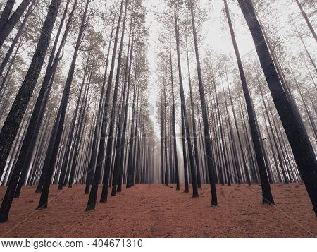 Foggy Morning In A Pine Forest In North Carolina.