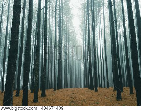 Foggy Pine Forest In North Carolina Blue Ridge.