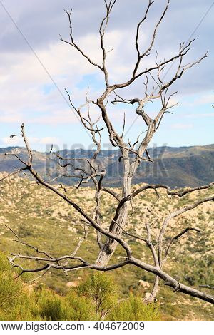 Remnants Of Burnt Chaparral Plants Caused From A Past Wildfire During Drought Conditons Taken On An 