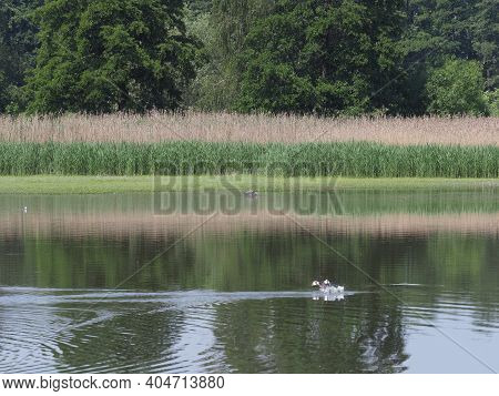 Duck And Heron At Artificial Breeding Pond In European Goczalkowice Town At Silesian District In Pol