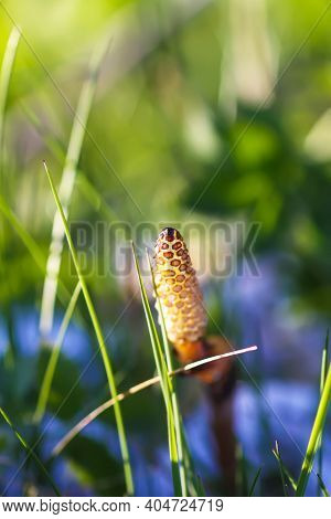 Horsetail Plant Or Equisetum Herb Growing In Forest
