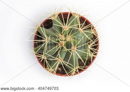 Small Cactus With Large Sharp Thorns In A Pot Close-up Isolated On White. View From Above