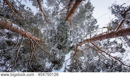 Snow-capped Pine Tops, Bottom View Between Tall Trunks
