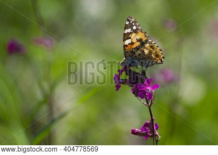 Butterfly On A Flower. Vanessa Cardui Butterfly Sits On A Pink Meadow Flower Viscaria Vulgaris. Natu
