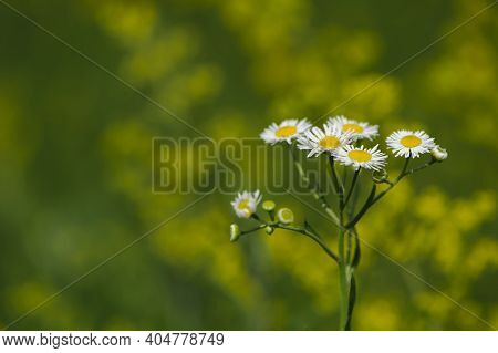 Delicate Flower Of White Chamomile. Matricaria Chamomilla, White Wildflowers In Green Grass. Beautif