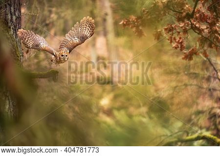 Flying Owl In A Fairy Forest. Tawny Owl In The Colorful Nature Bacground.
