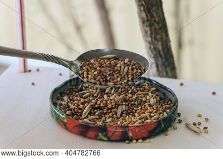 Spoon With Grains. Adding Grain To The Bird Feeder For Wintering Birds.