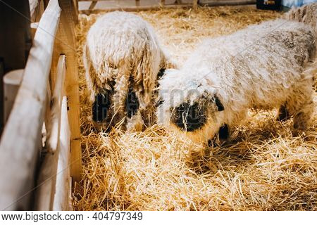 Whitchurch, Bristol, Uk - November 29, 2017: Blacknose Sheep Nativity Animals In Whitehall Garden Ce
