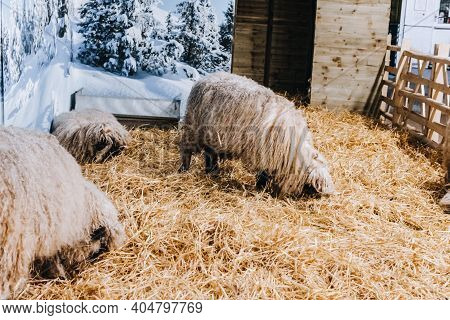 Whitchurch, Bristol, Uk - November 29, 2017: Blacknose Sheep Nativity Animals In Whitehall Garden Ce