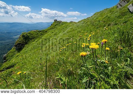 Yellow Flowers On Summer Mountain Slope. Pikuj Mountain, Carpathian, Ukraine.