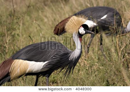Gru coronata
