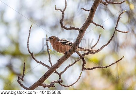 Common Chaffinch Sits On A Branch In Spring On Blue Sky Background. Beautiful Forest Bird Common Cha