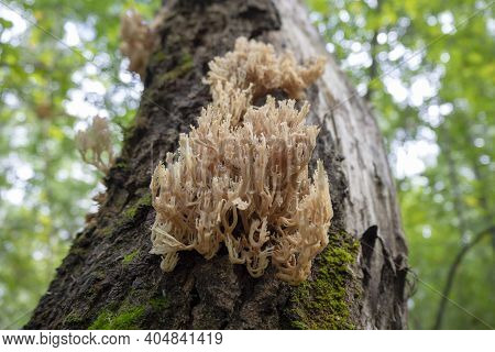 The Edible Mushroom Artomyces Pyxidatus Grows On A Tree Trunk. Fungus Close-up. Macro.