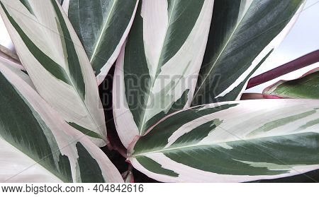 Variously Striped Leaf Background, Pinstripe Leave Texture. Stromanthe Plant With Red, Green And Yel