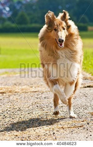 Collie hond