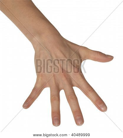 Strombate mano femminile
