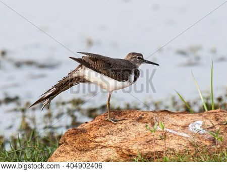 Sandpipper On The Shore Of The Lake Cleans Feathers. National Park Sri Lanka