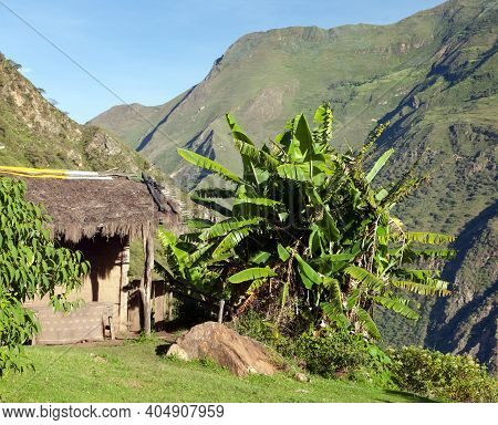 Beautiful House In Peruvian Andes And Banana Tree On Choquequirao Treeking Inca Trail, Peru