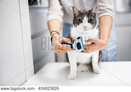 Cat Looking At Camera. Spring Molting Concept. Combing White Gray Adult Cat With Blue Comb Brush. Wo