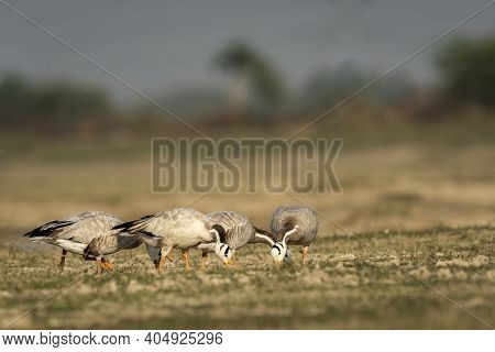 Bar-headed Or Bar Headed Goose Family Or Flock In An Open Field Or Grassland During Winter Migration