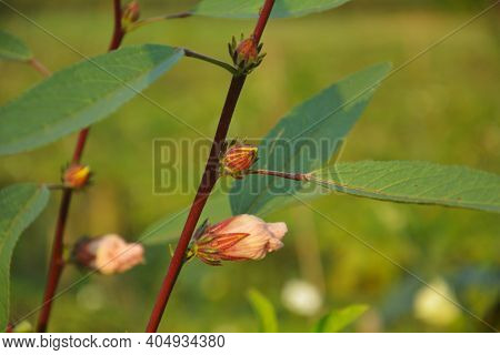 Close Up Of A Ladies Finger Plant, Okra (abelmoschus Esculentus) With Maroon Color Stem, Green Leave