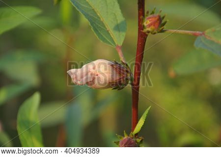 Close Up Of A Ladies Finger Plant, Okra (abelmoschus Esculentus) With Maroon Color Stem, Green Leave