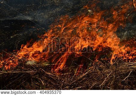Coastal Zone Of Marsh Creek, Strong Smoke From Fire Of Liana Overgrowth. Spring Fires Of Dry Reeds D