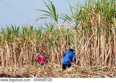 Sugarcane Farmer At Sugar Cane Field In Harvest Season, Sugarcane Plantation, Sugarcane Worker In Fa