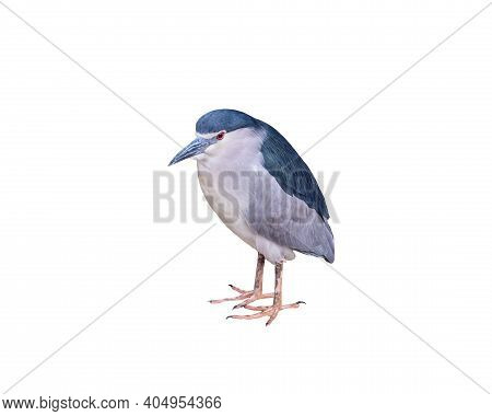 Black-crowned Night Heron Isolated