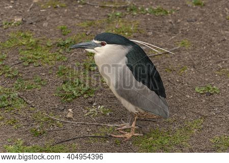 Black-crowned Night Heron