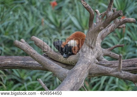 Red Ruffed Lemur, Varecia Rubra Is On Thwe Tree