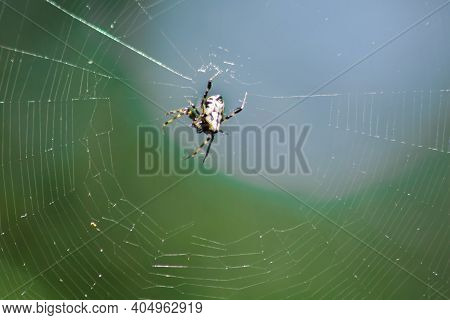 The Spider Is On The Leaf To Trap The Prey.