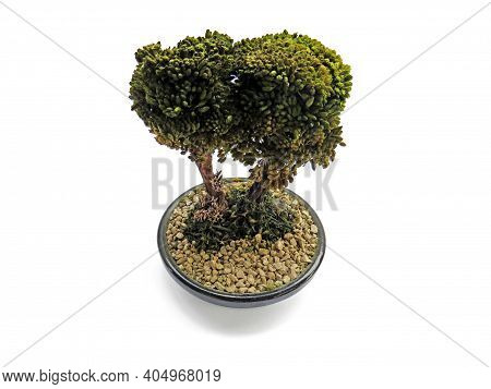 Aerial View Of Bonsai Green Dwarf Tree In Black Ceramic Pot Isolated On White Background. Oriental C