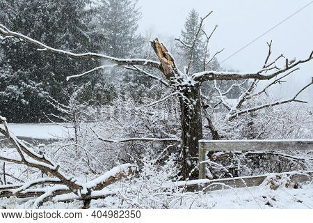 Dead Tree Along A Plank Fence With Branches Breaking Off And Damaging The Top Rail During A Winter S