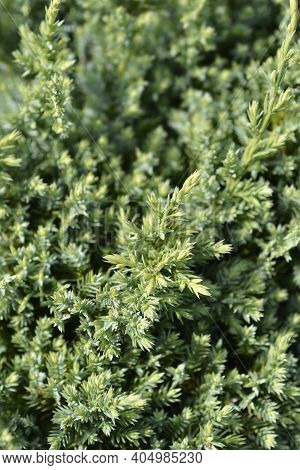 Flaky Juniper Holger Branch - Latin Name - Juniperus Squamata Holger